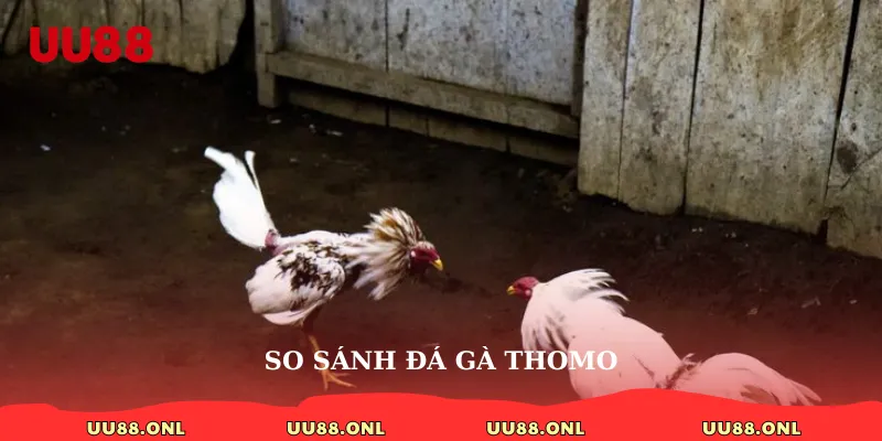 So sánh đá gà thomo