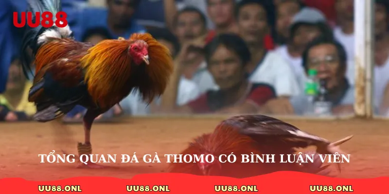 Tổng quan đá gà thomo có bình luận viên